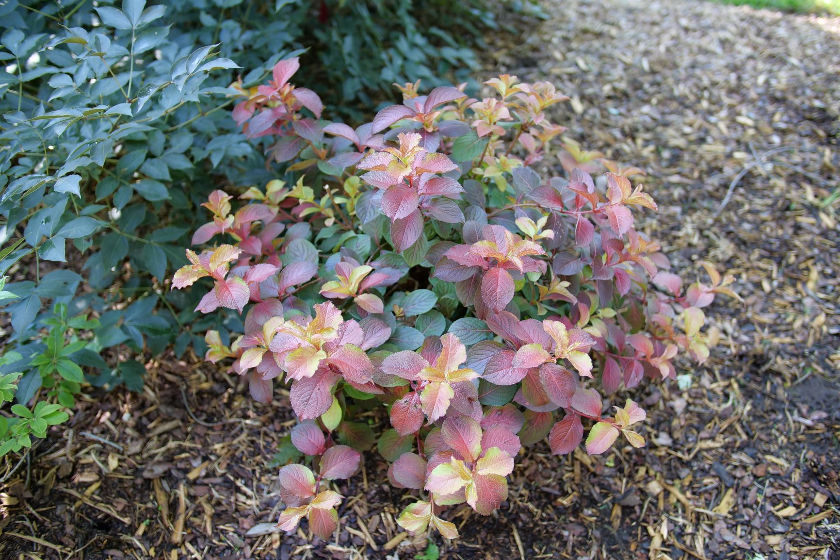 Midnight Sun® Weigela - My Proven Winners ColorChoices