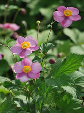 Load image into Gallery viewer, Anemone tomentosa &#39;Robustissima&#39; (Windflower) perennial
