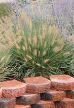 Load image into Gallery viewer, Dwarf Fountain Grass (Pennisetum alopecuroides &#39;Hameln&#39;)
