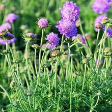 Load image into Gallery viewer, Scabiosa columbaria &#39;Butterfly Blue&#39; (Pincushion Flower)
