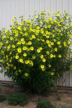 Load image into Gallery viewer, Lemon Queen Sunflower (Helianthus x &#39;Lemon Queen&#39;)
