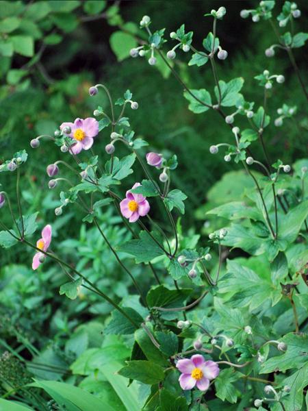 Anemone tomentosa 'Robustissima' (Windflower) perennial