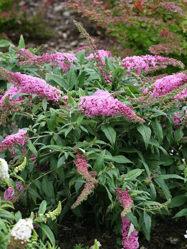 Buddleia Pugster Pink® (Butterfly Bush), pink flowers