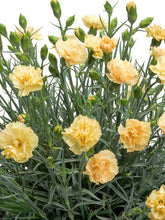 Load image into Gallery viewer, Dianthus Promotiona™Hello Yellow (Garden Pinks), yellow flowers
