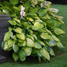 Load image into Gallery viewer, Hosta x &#39;Gold Standard&#39; (Plantain Lily)
