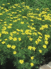 Load image into Gallery viewer, Coreopsis verticillata &#39;Zagreb&#39; (Tickseed), yellow flowers
