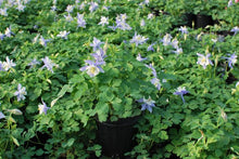Load image into Gallery viewer, Aquilegia Kirigami™ Light Blue &amp; White (Columbine) perennial, purple flowers
