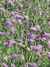 Load image into Gallery viewer, Scabiosa columbaria &#39;Butterfly Blue&#39; (Pincushion Flower)
