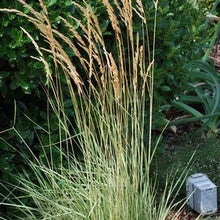 Load image into Gallery viewer, Calamagrostis x acutiflora &#39;Overdam&#39; (Feather Reed Grass)

