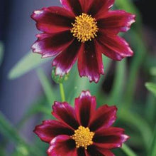 Load image into Gallery viewer, Coreopsis x Big Bang™ &#39;Mercury Rising&#39; (Tickseed), red flowers
