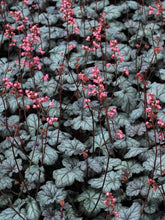 Load image into Gallery viewer, Heuchera x &#39;Timeless Treasure&#39; (Coral Bells)
