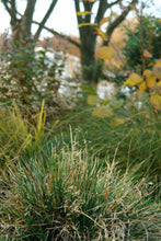 Load image into Gallery viewer, Golden Dew Tufted Hairgrass (Deschampsia cespitosa &#39;Goldtau&#39;)
