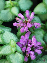 Load image into Gallery viewer, Lamium maculatum &#39;Beacon Silver&#39; (Dead Nettle)
