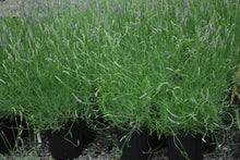 Load image into Gallery viewer, Fat-Spiked Lavender (Lavandula x intermedia &#39;Grosso&#39;)
