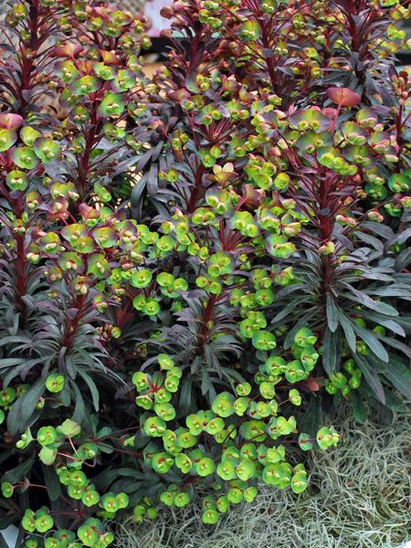 euphorbia spurge plant Euphorbia x 'Miner's Merlot' (Purple Wood Spurge)