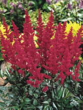 Load image into Gallery viewer, Astilbe japonica &#39;Montgomery&#39; (False Spirea) perennial, red flower
