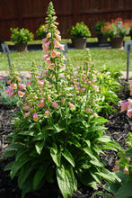 Load image into Gallery viewer, Digitalis x &#39;Arctic Fox Rose&#39; (Foxglove), pink flowers
