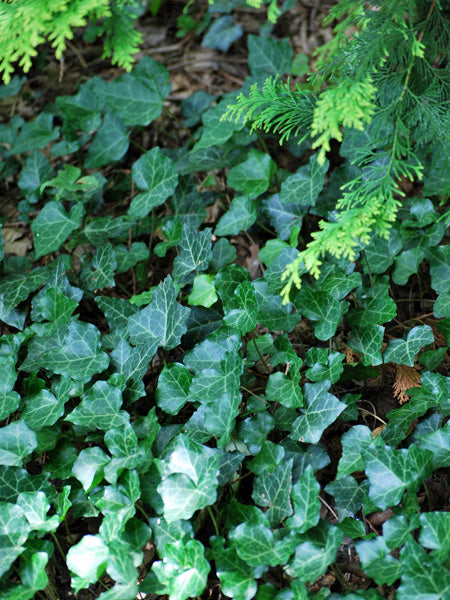 Hedera Helix (English Ivy)