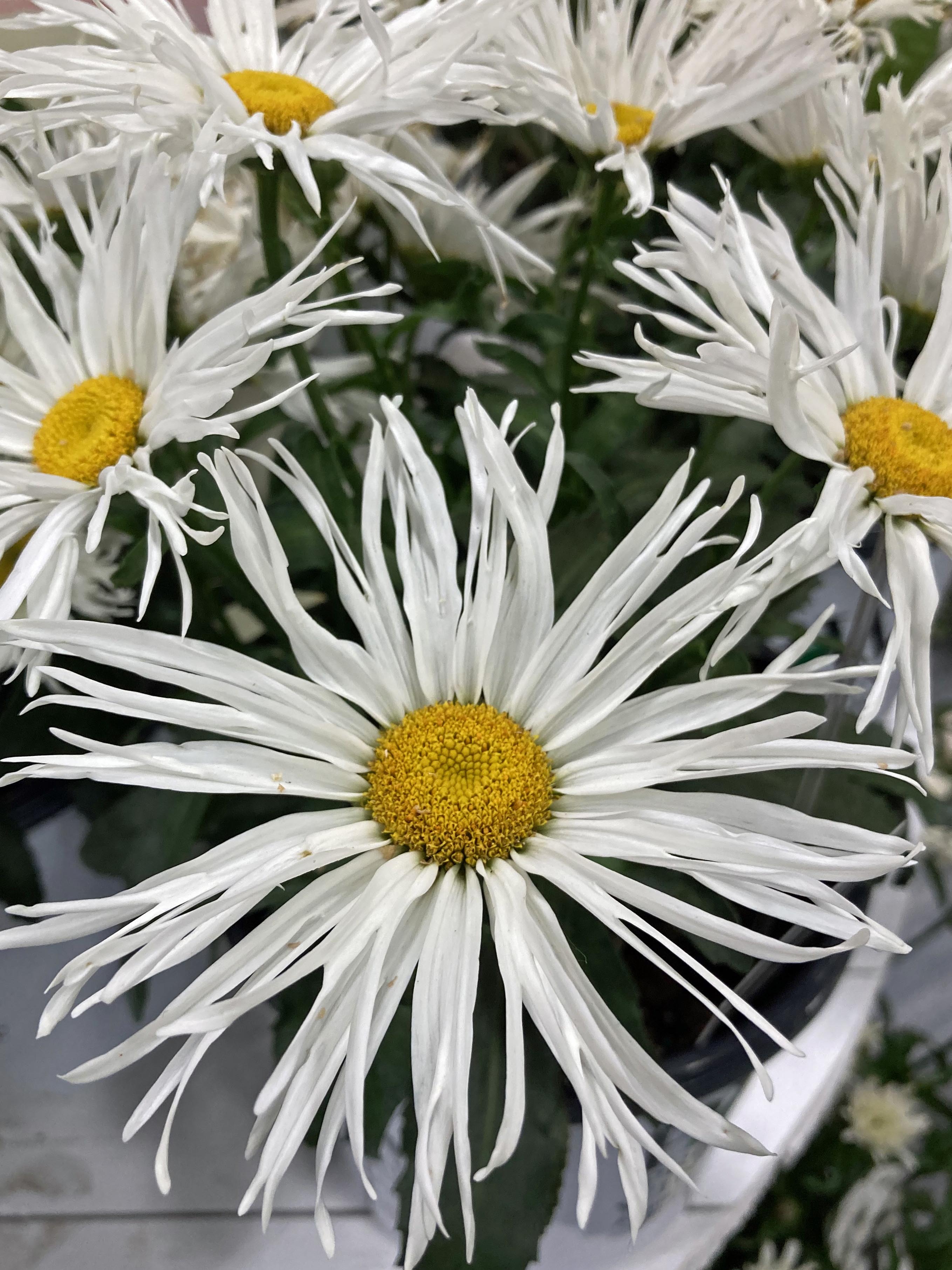 Leucanthemum superbum €˜Spun Silk€™ (Amazing Daisies® Shasta Daisy