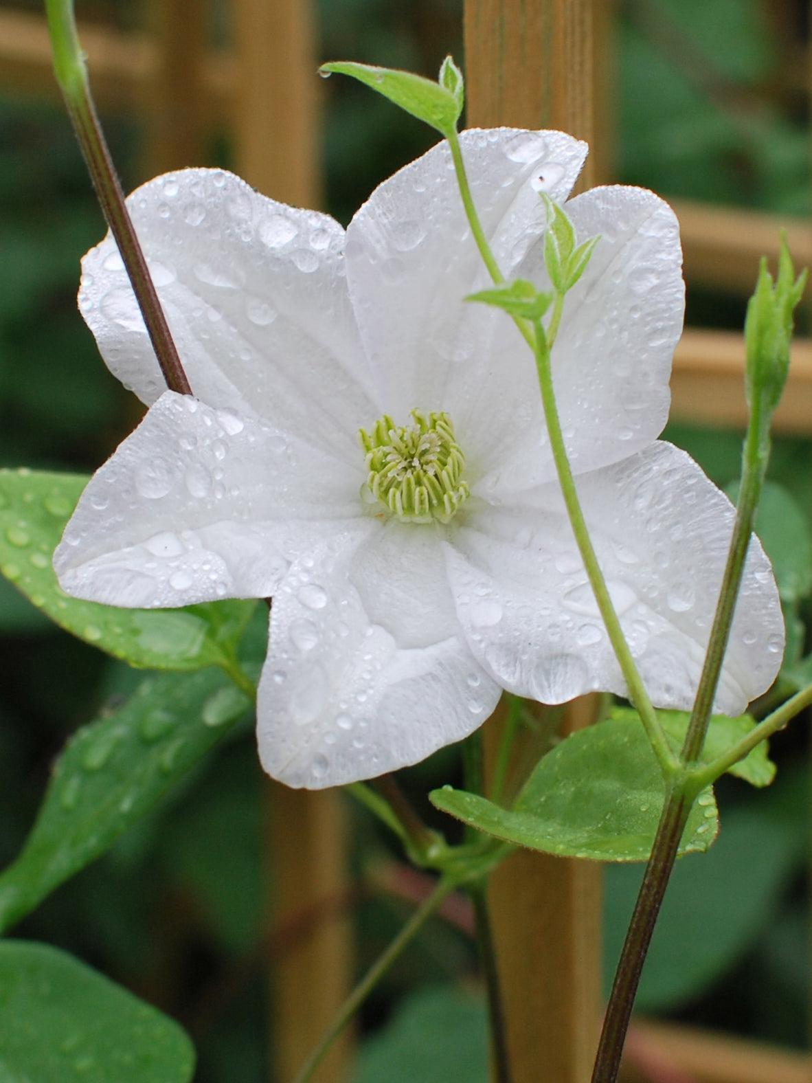 Clematis 'Huldine' (Clematis Hybrid) – Perennial Farm Marketplace