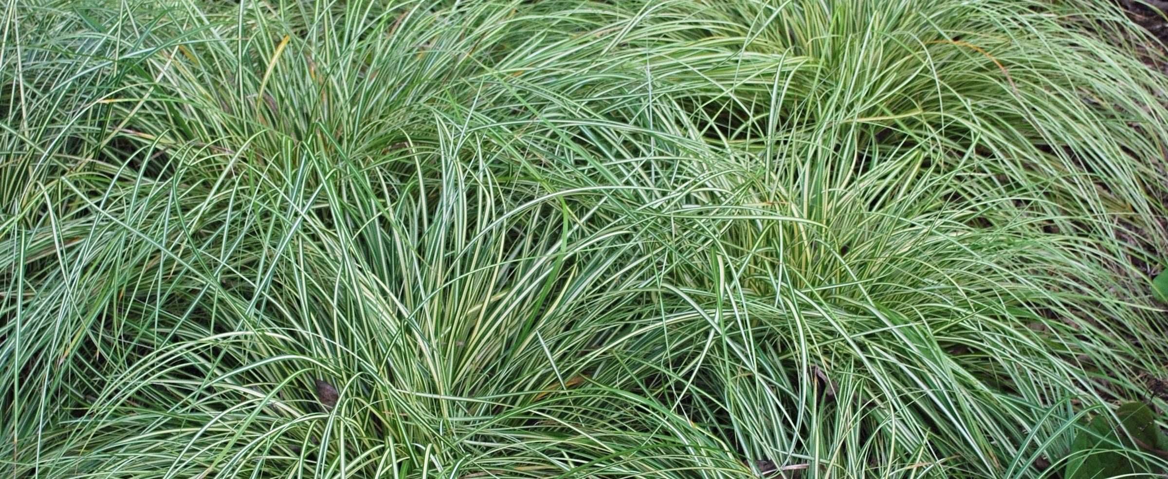 Carex