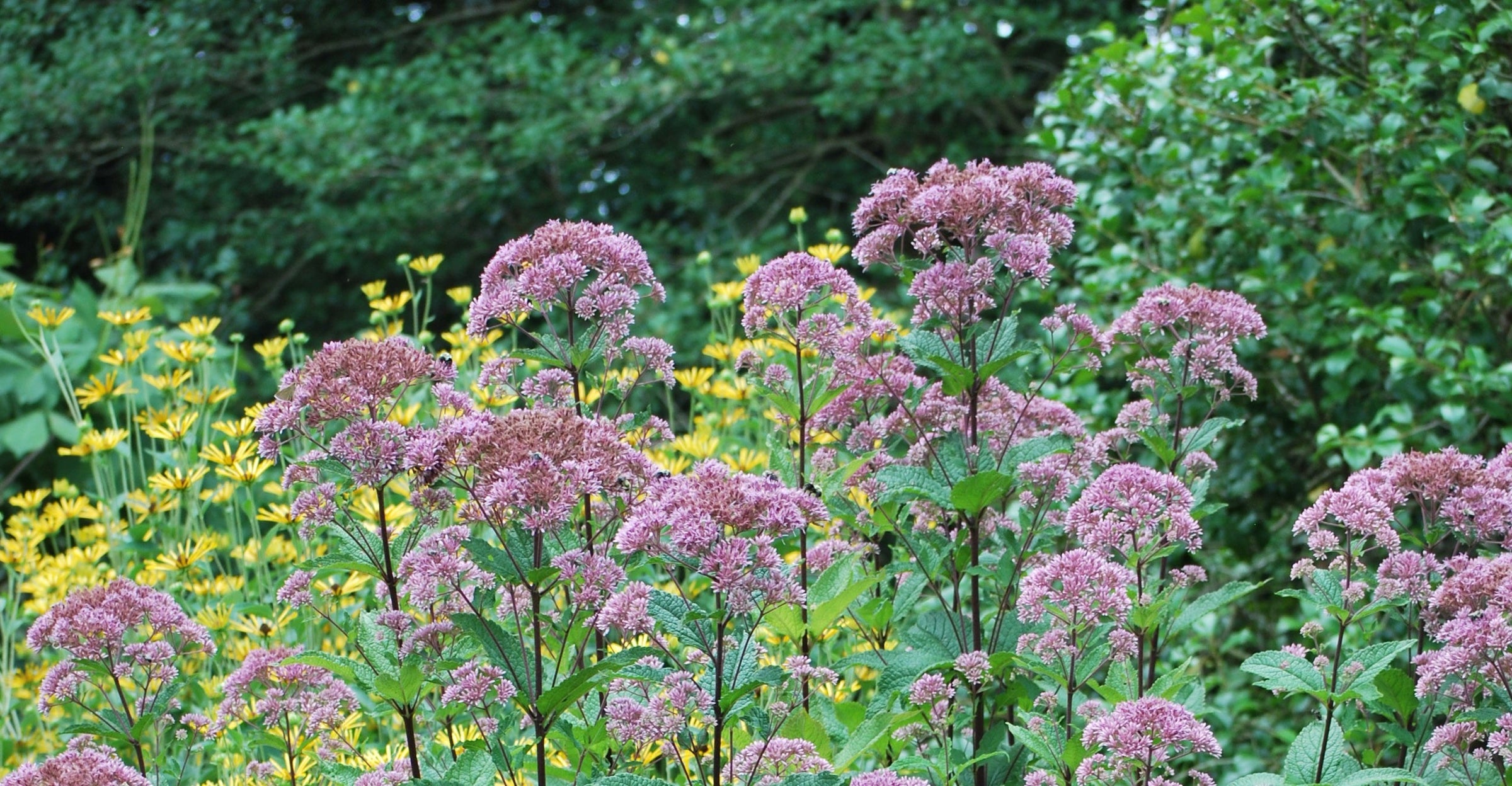 Eupatorium (Joe Pye Weed)