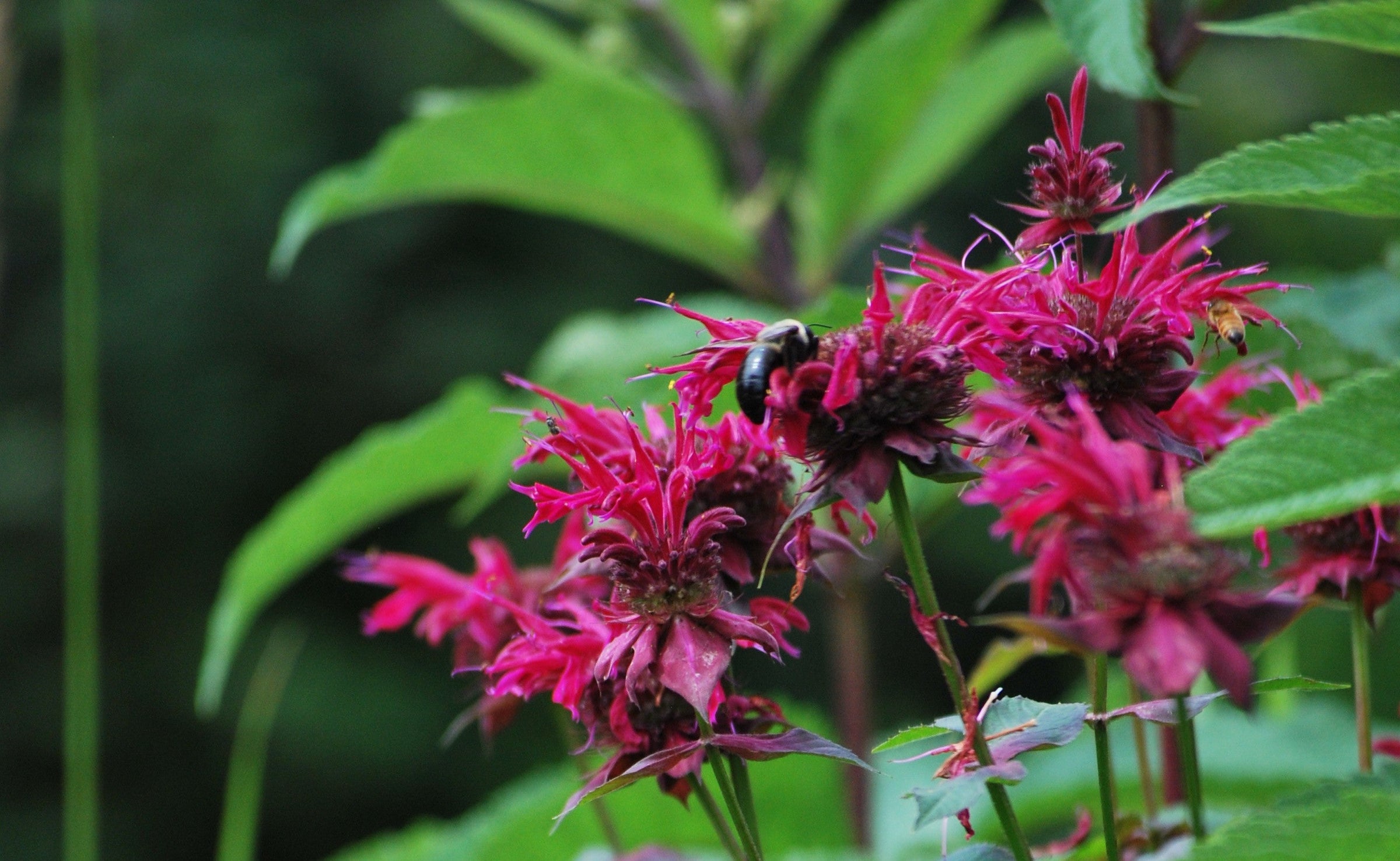 Monarda
