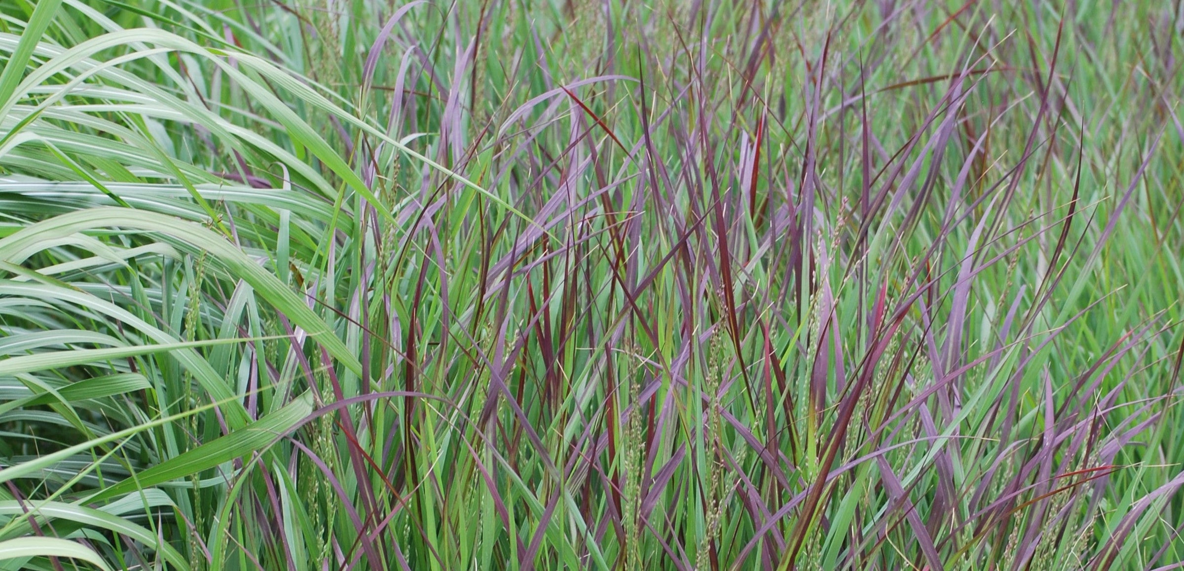 Switchgrass