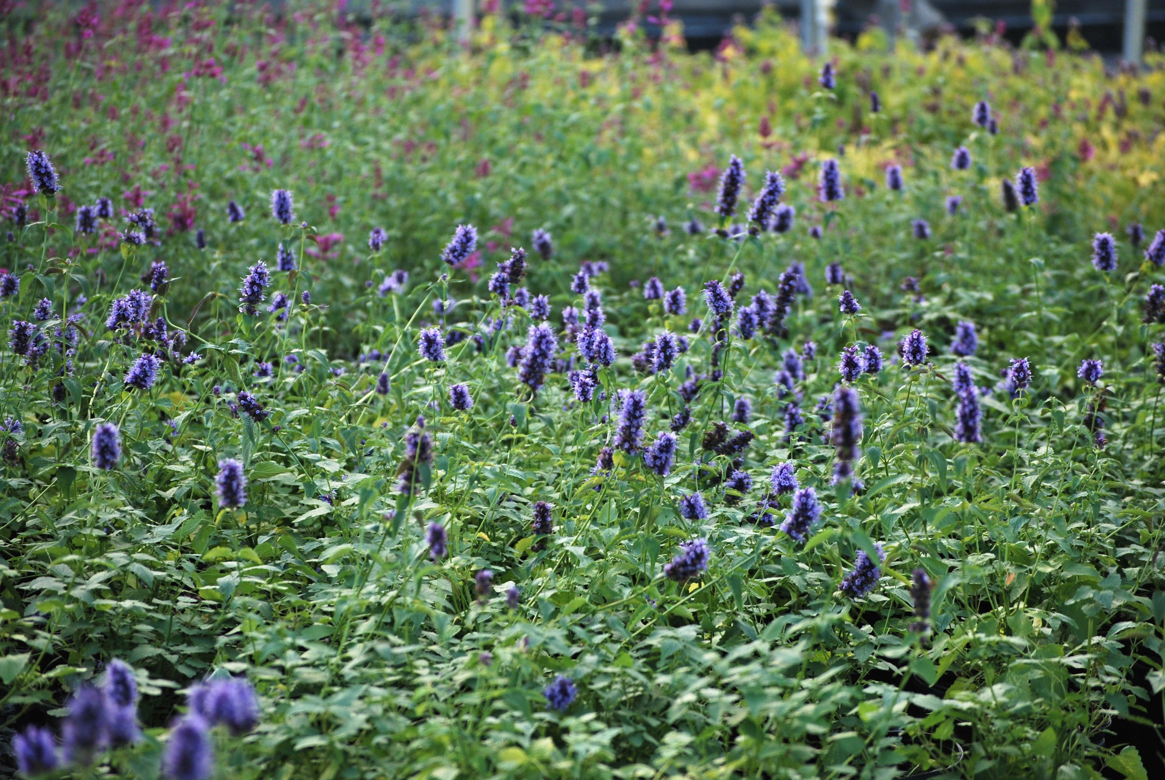 Agastache