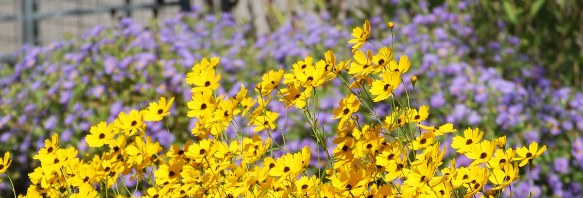 Coreopsis