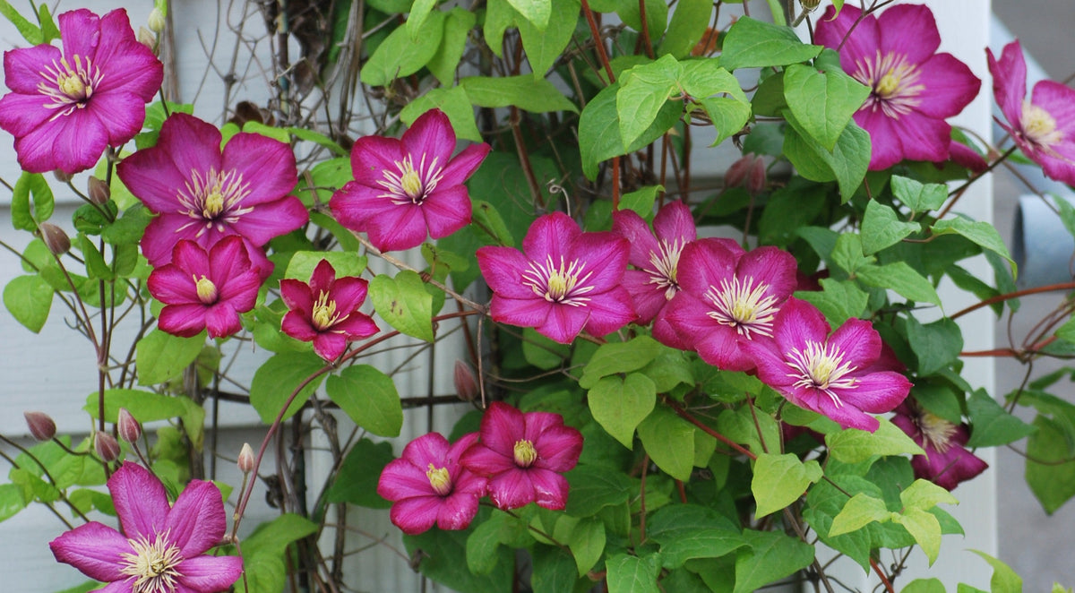 Clematis