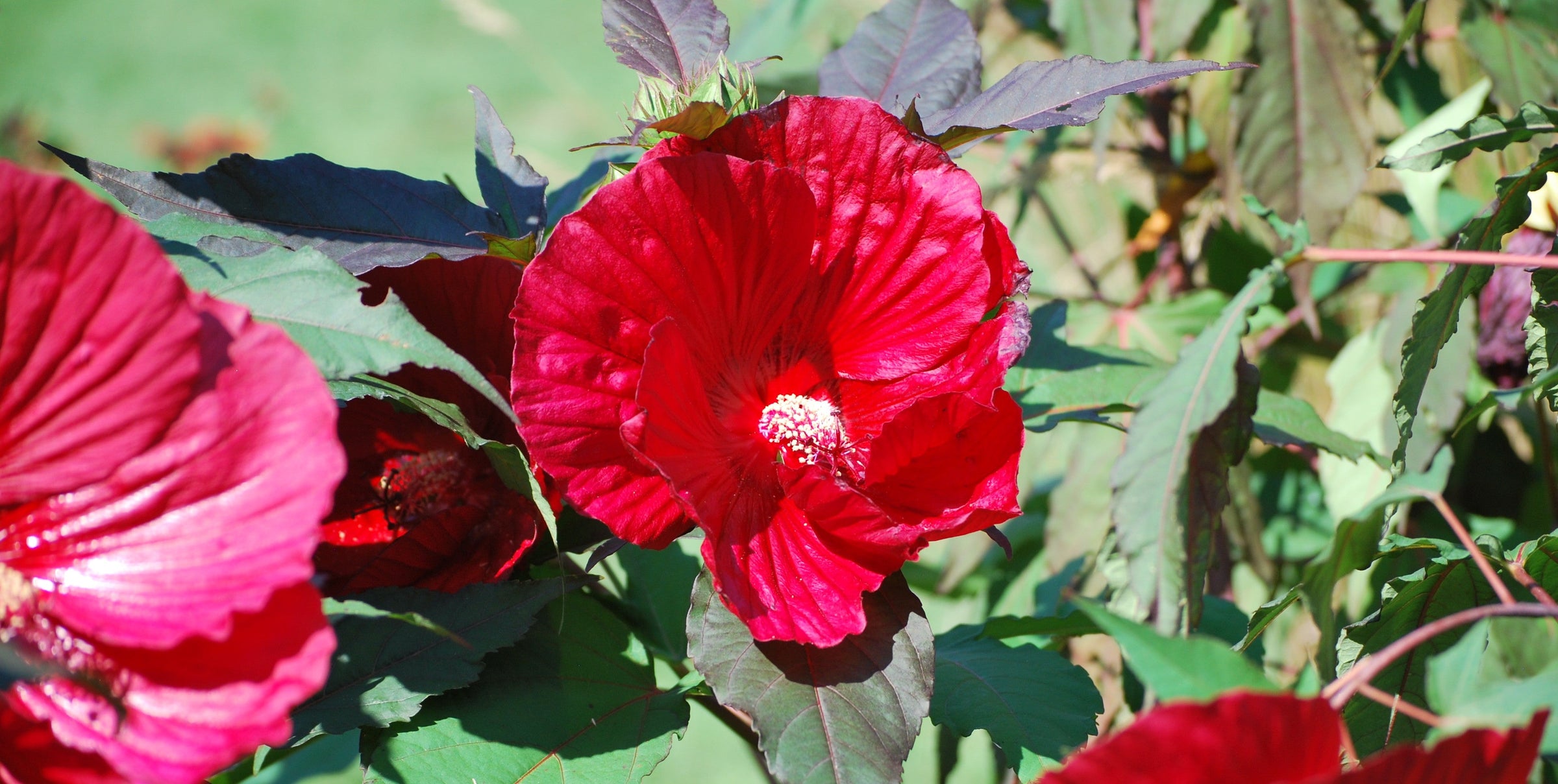 Hibiscus