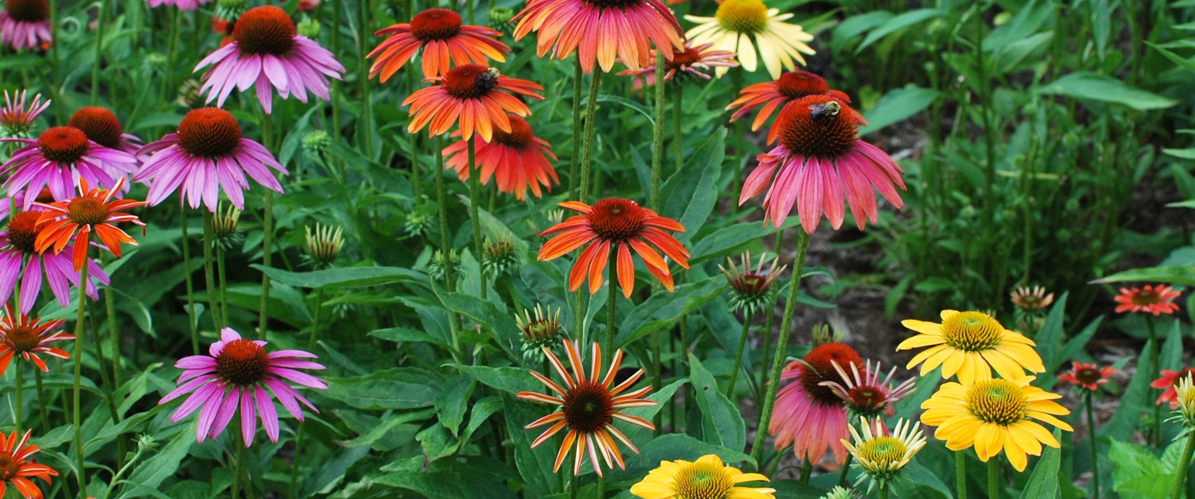Echinacea