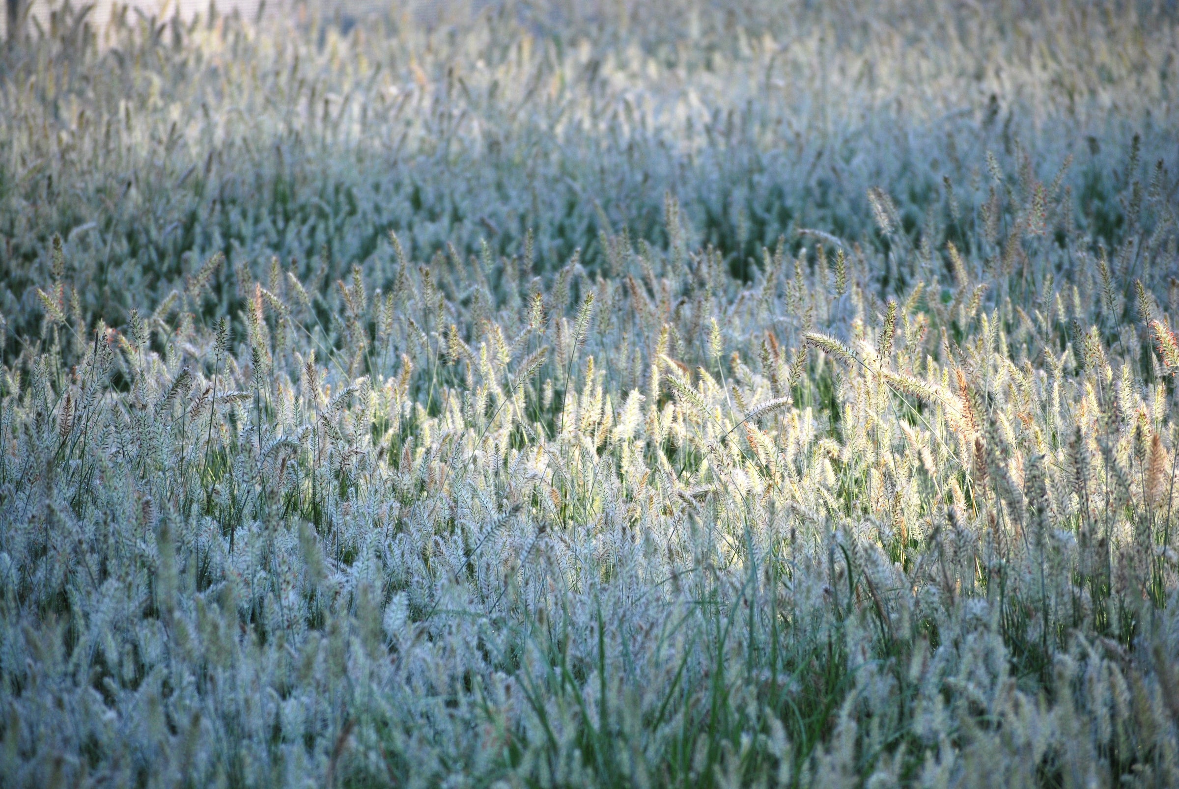 Fountain Grass