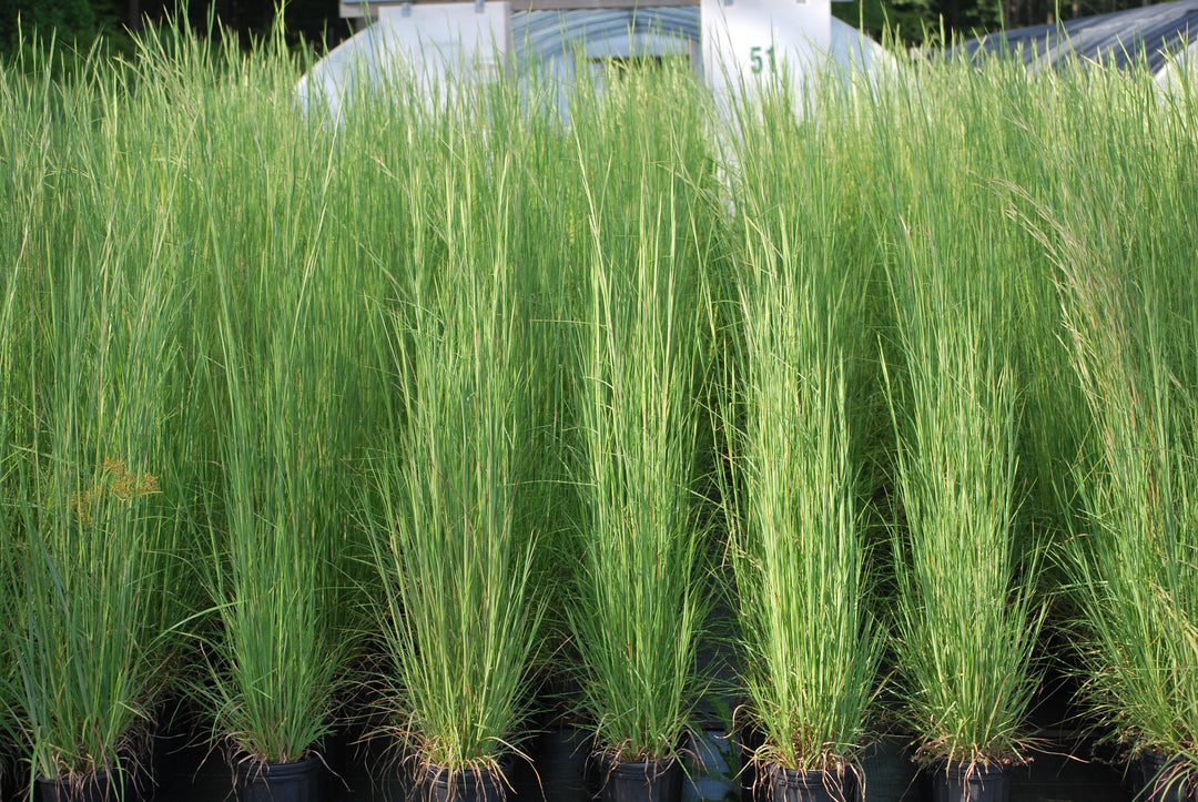 Ornamental Grasses