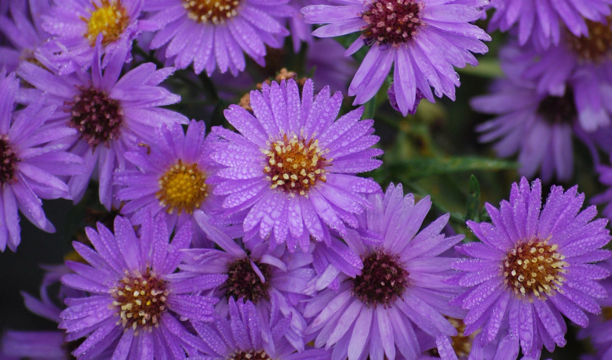 Aster