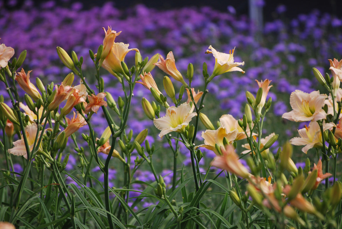 Hemerocallis