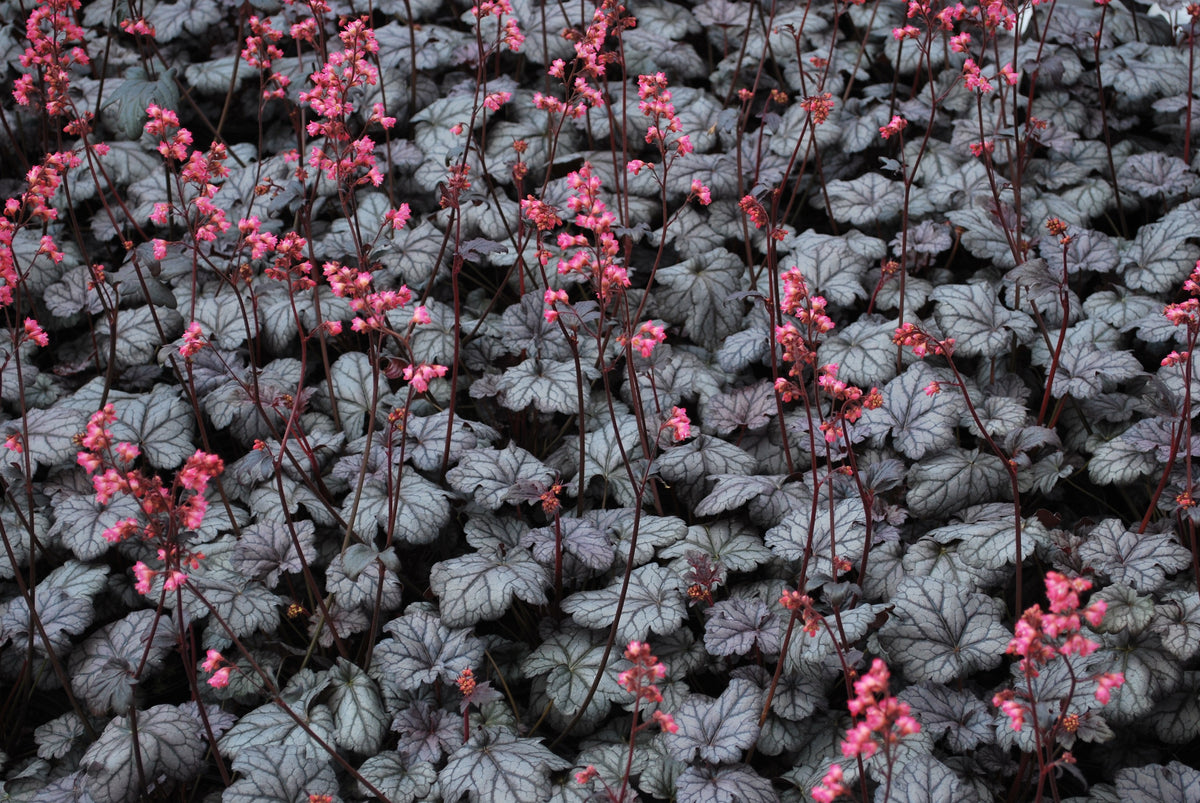 Heuchera & Heucherella