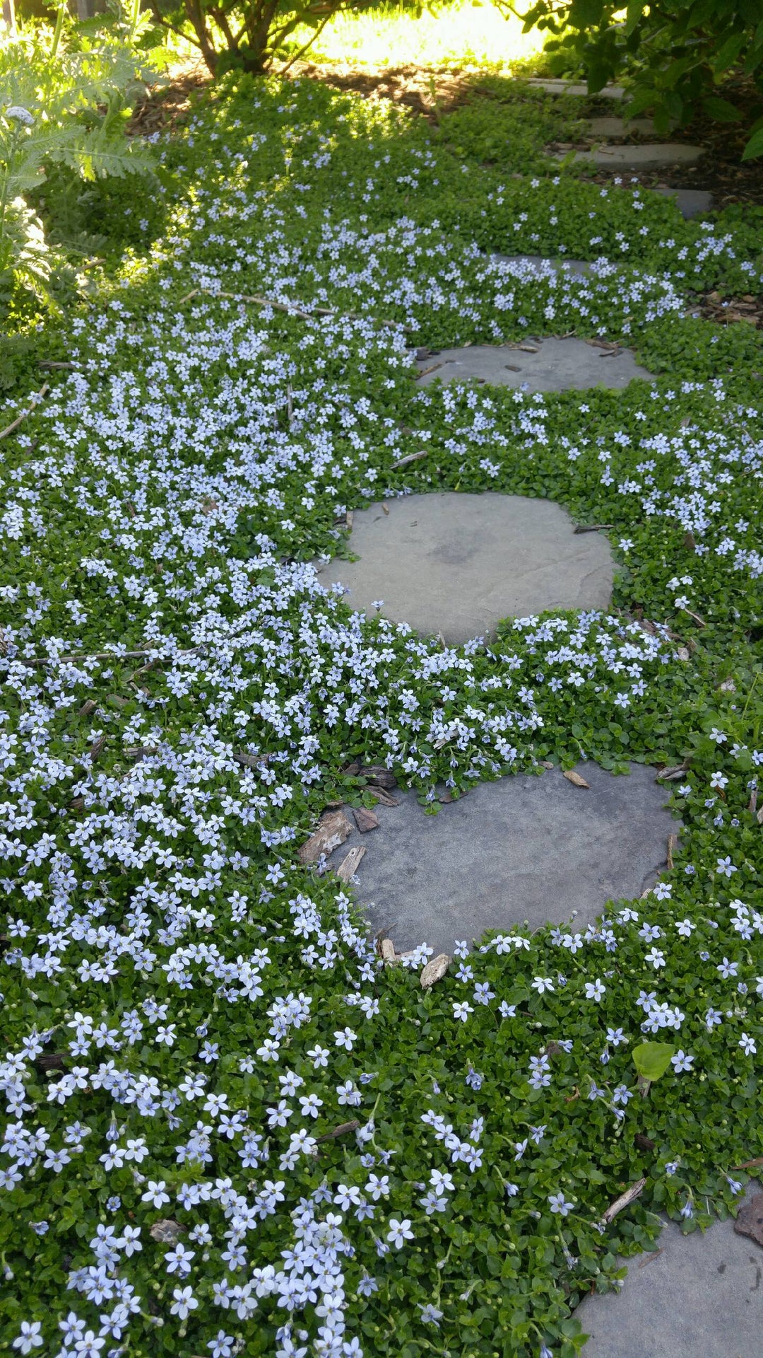 Treadwell Ground Cover
