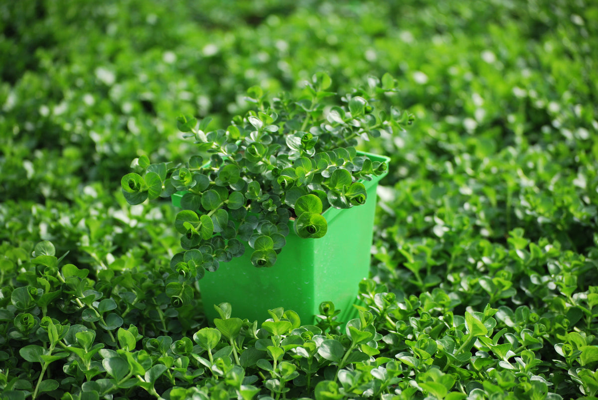 Treadwell Ground Cover Tagged "attractshummingbirds" Perennial Farm