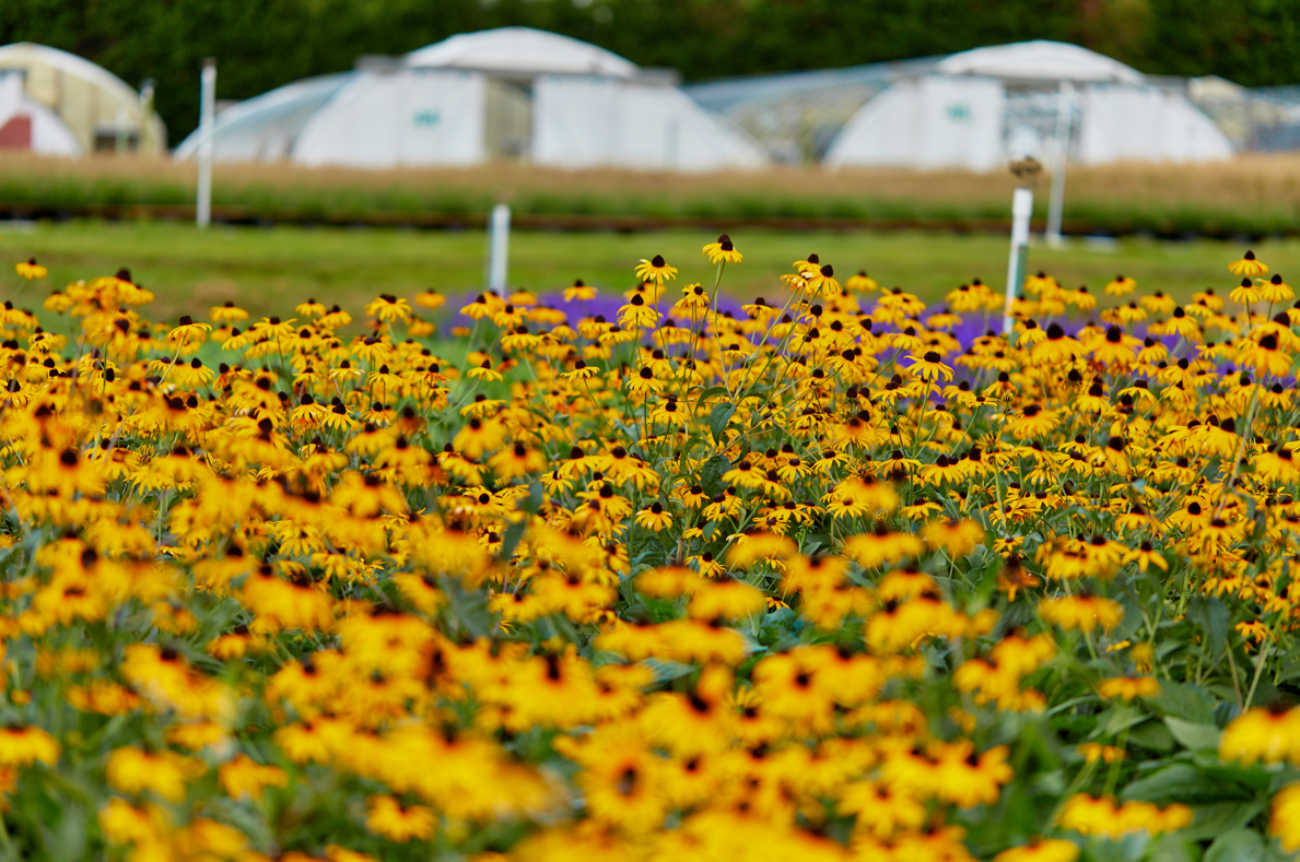 Rudbeckia