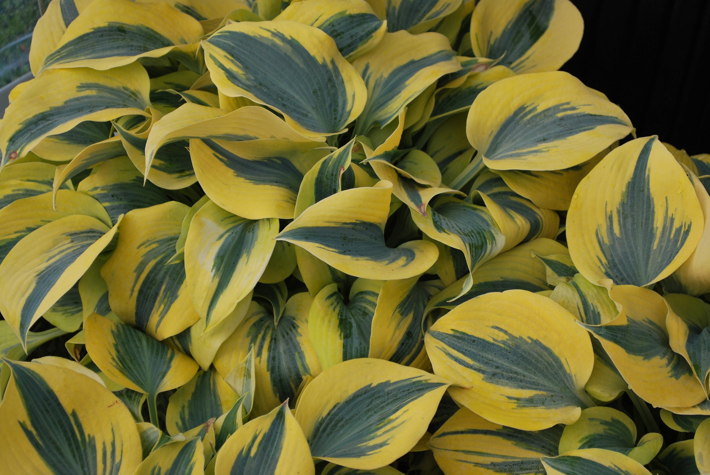 Hosta
