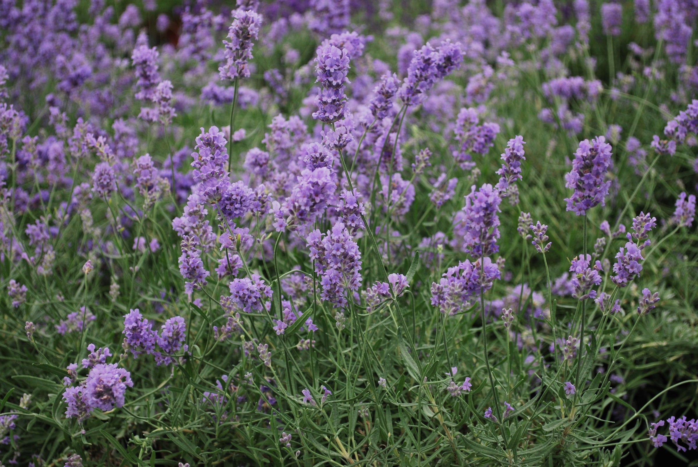 Aromatic