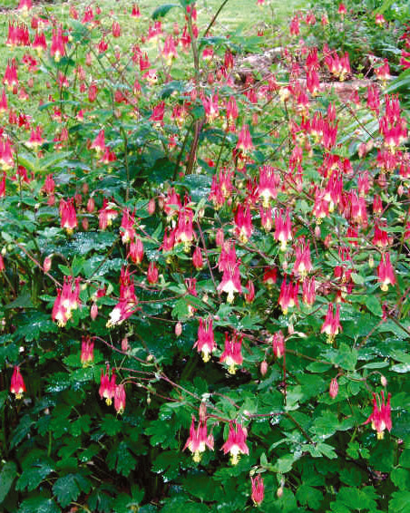 Aquilegia canadensis (Wild Columbine)