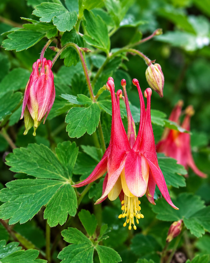 Aquilegia canadensis (Wild Columbine)