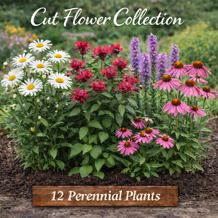 Cut Flower Garden Collection – 12 Perennial Plants