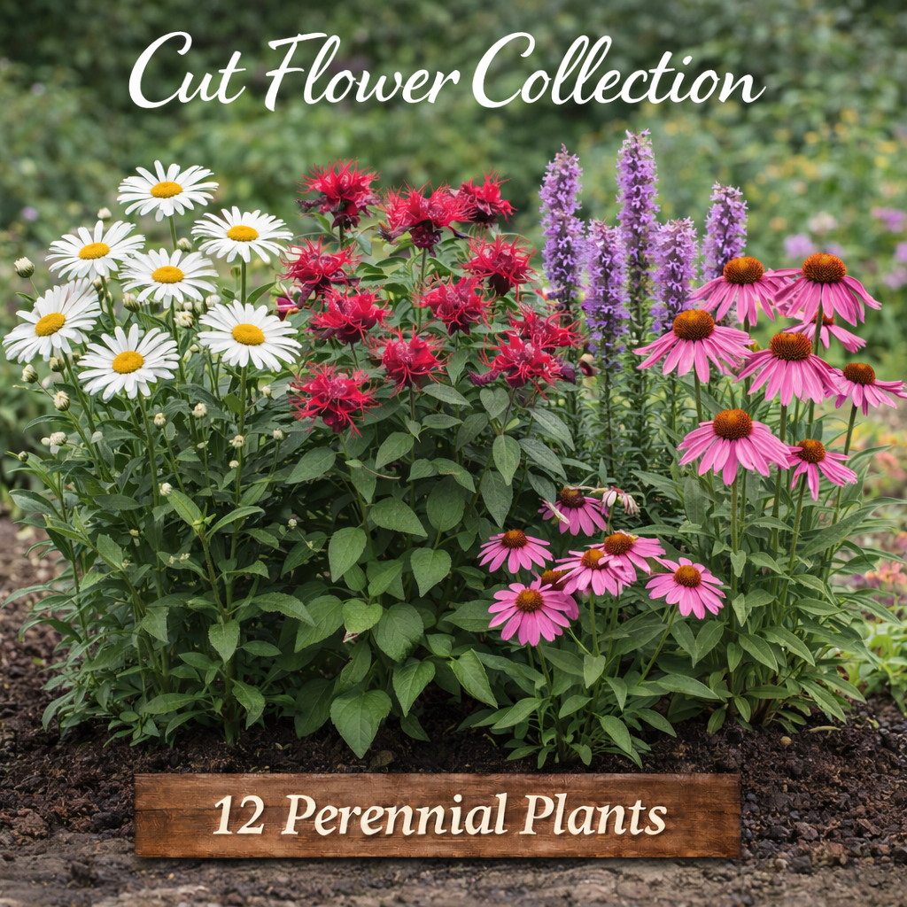 Cut Flower Garden Collection – 12 Perennial Plants