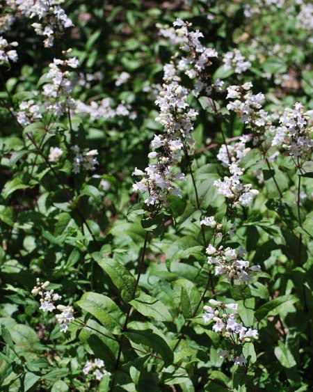 Penstemon digitalis (Smooth White Beardtongue)