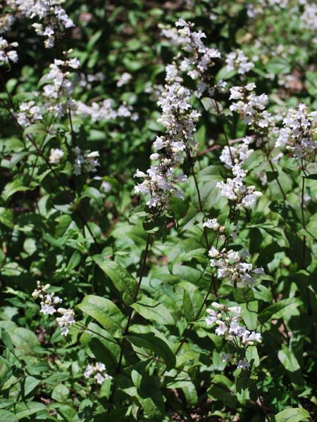 Penstemon digitalis (Smooth White Beardtongue)