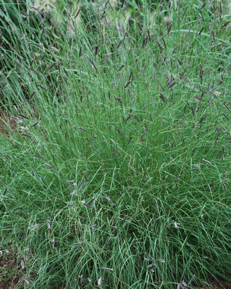 Bouteloua gracilis (Blue Grama Grass)